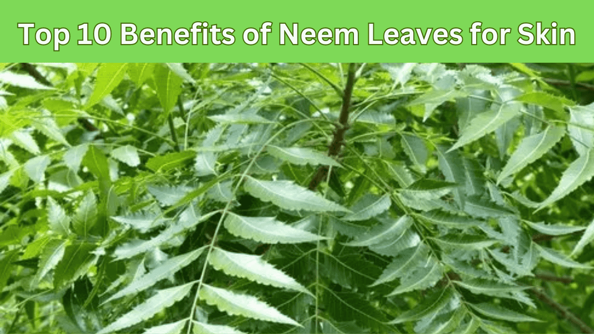 Top 10 Benefits of Neem Leaves for Skin