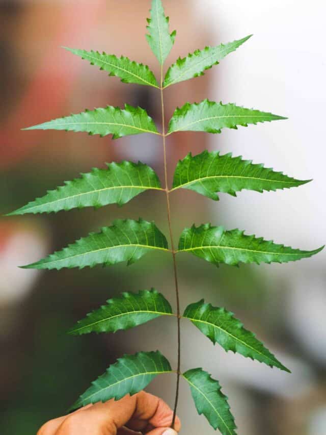Top 10 Benefits Of Neem Leaves For Skin
