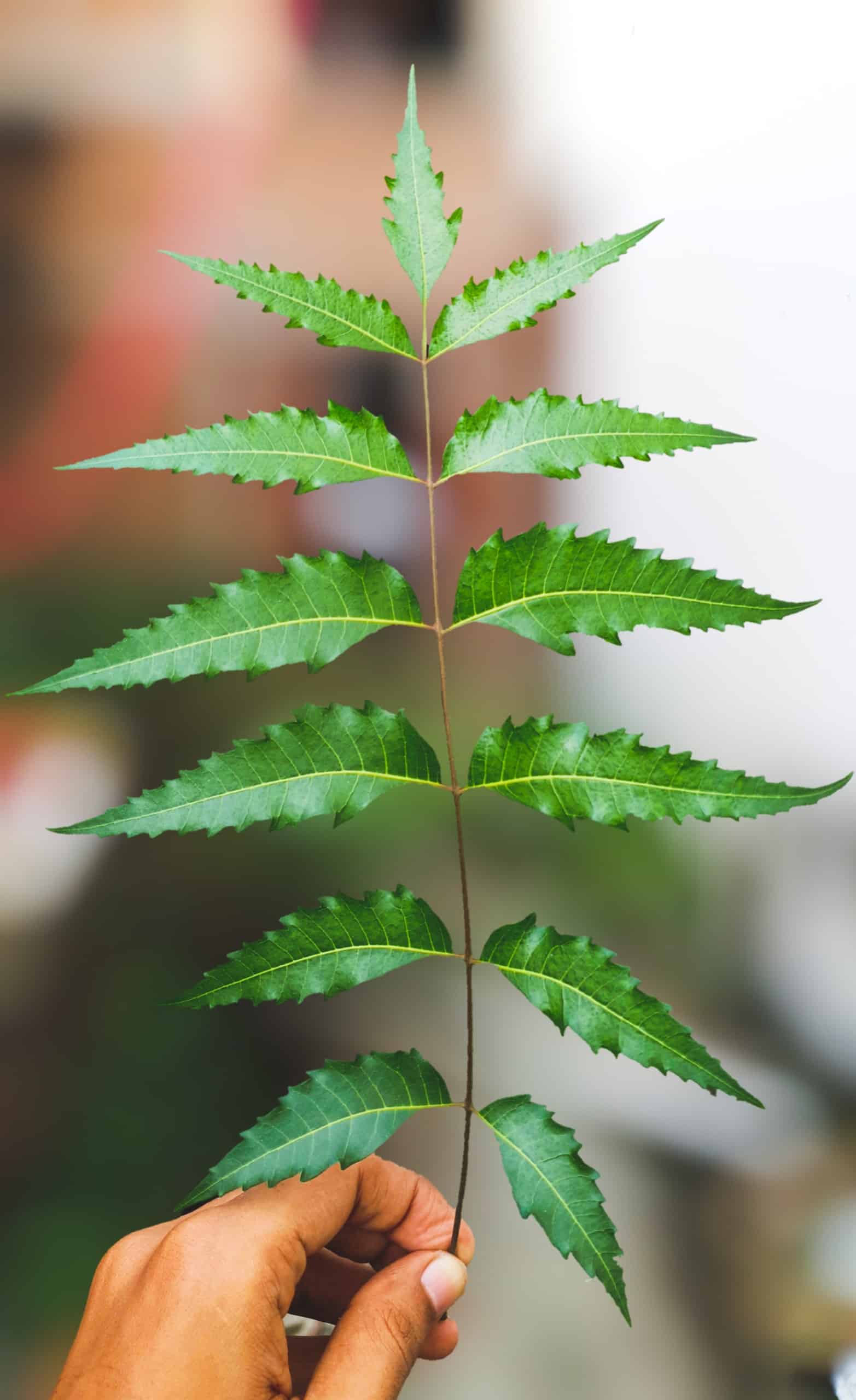 10 Benefits of Neem Leaves for Skin