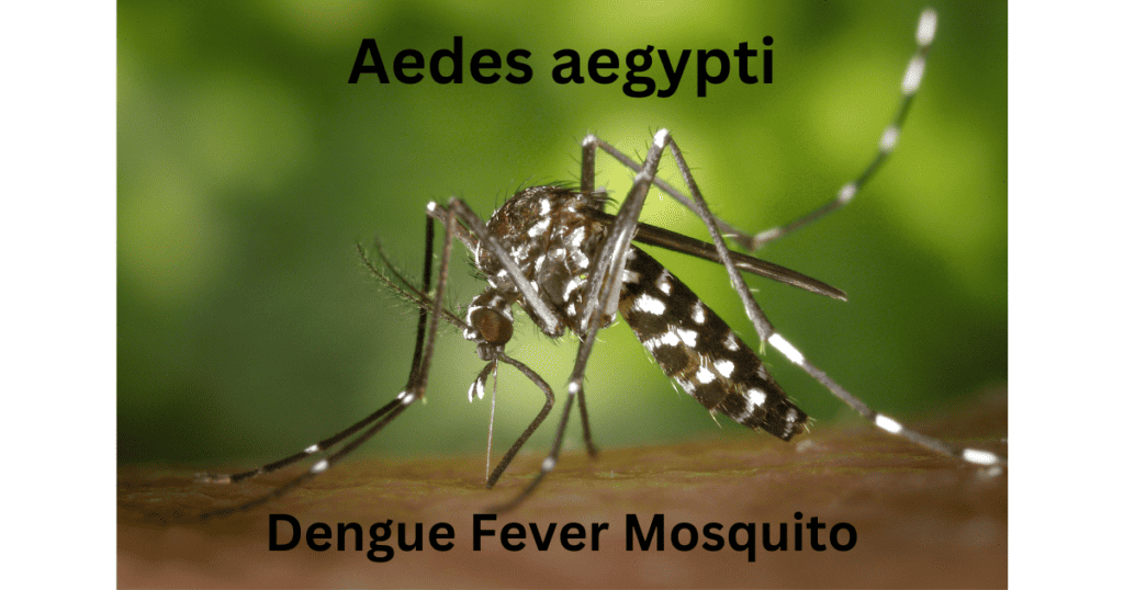 डेंगू बुखार | Dengue Fever in Hindi