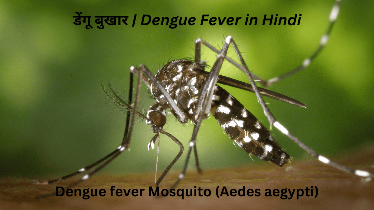 डेंगू बुखार | Dengue Fever in Hindi